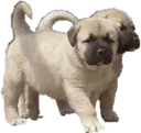9pan_animals