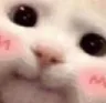 ponikkedi
