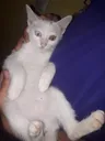 kedicuk