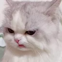 catgrump