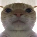 swagcat