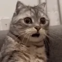 saskinPisi