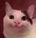 sevimlikedy