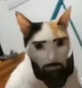 GGACAT