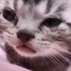 ic_cryingkitten