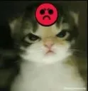 cat_angry