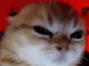 angry_cat_2