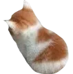 1b_sad_cat