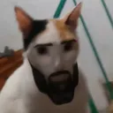 kedi_chad