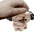 2249catpet