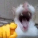 cat_point_and_laugh