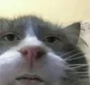 cutecatstare
