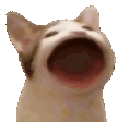 kedi