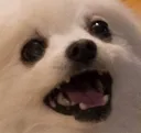darari