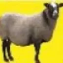 koyun