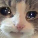 ketke_sad