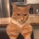 mewingcat