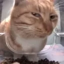 wtf