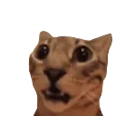 haaa