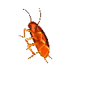 cockroach
