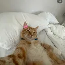 __