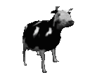 cow