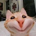 kedi
