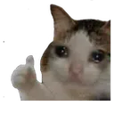 sadok