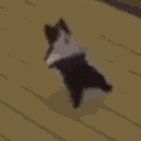 breakdancing_cat