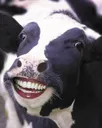 smilecow