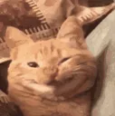 kedi