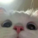 bakim