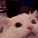 valinor_cat_angry