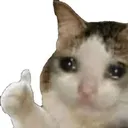8171sadcat1