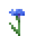 7080flowercornflower