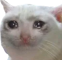 sadcat