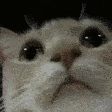 Mod_Check_Cat