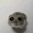 zgnhemstr