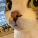 neko