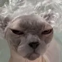 sfenkscat