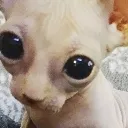 sfenkscat2