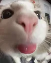 neko