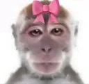 aynen