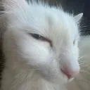 neko
