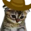 catCowboySad