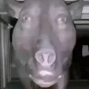 domuz