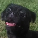 afrikadog