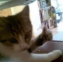 cat_ok