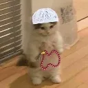 muslimcat