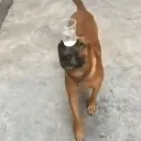 sucukopke
